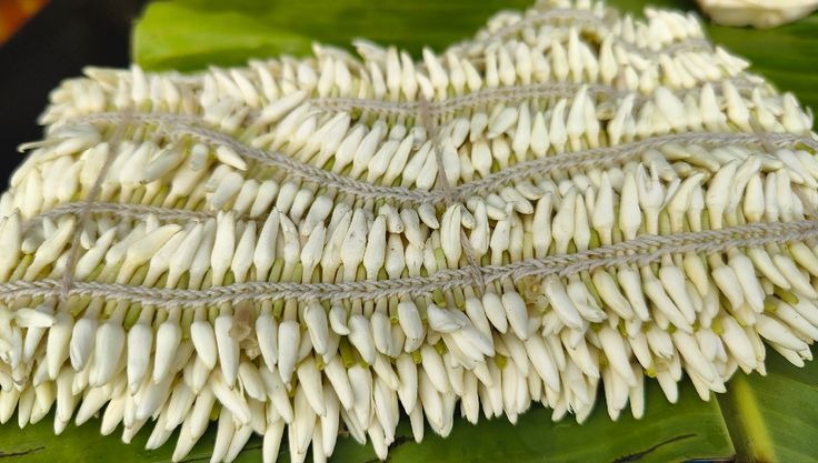 Jasmine Field Background